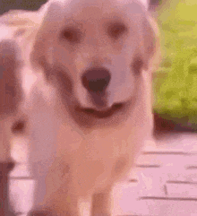 a dog is standing on a brick sidewalk and looking at the camera .