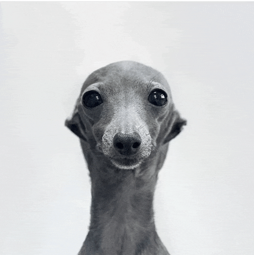 a close up of a dog 's face with a very long neck