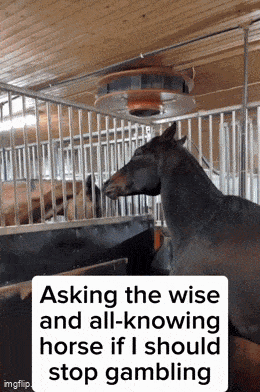 a horse in a stable with the caption asking the wise and all-knowing horse if i should stop gambling ..