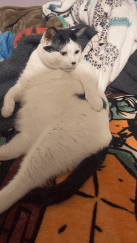 a black and white cat is laying on its back on a blanket