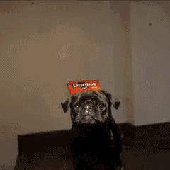 a dog holding a bag of doritos chips on its head