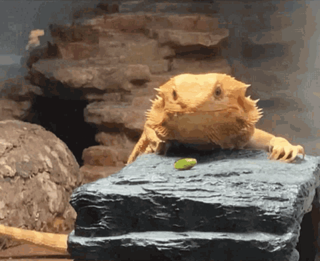a lizard sitting on top of a rock with a green leaf on it