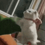 a white cat with a pink bow around its neck is standing on its hind legs .