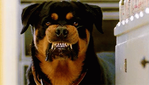 Dog Rottweiler GIF - Dog Rottweiler Angry GIFs