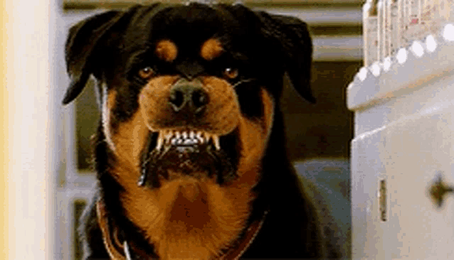a close up of a rottweiler with its mouth open and teeth showing .