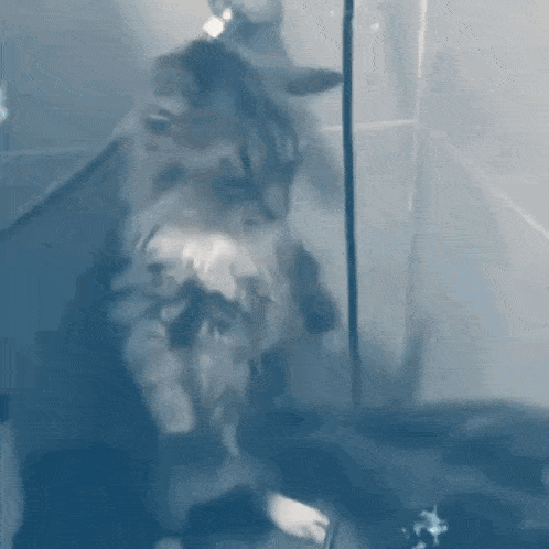 a cat is standing on its hind legs in a clear cage .