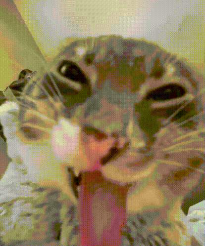 a close up of a cat 's face with its tongue out