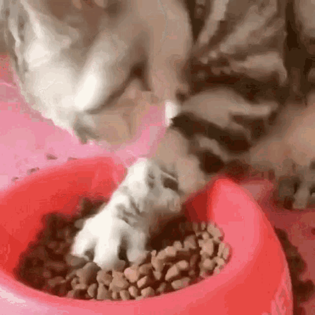 Nom Nom Cat Cat Food GIF - Nom Nom Cat Cat Food Cat Eating GIFs