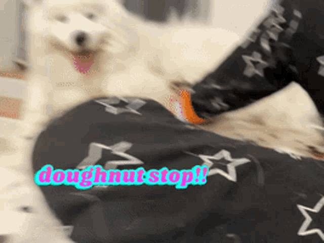 a white dog is laying on a person 's lap with the words doughnut stop written on the bottom
