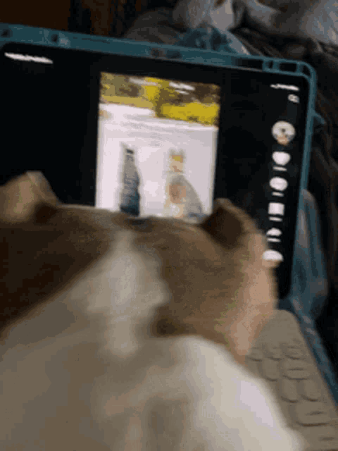 a cat is looking at a laptop screen with a picture of two cats on it