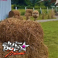 a sheep is standing in a field next to a pile of hay and a sign that says buff pop home