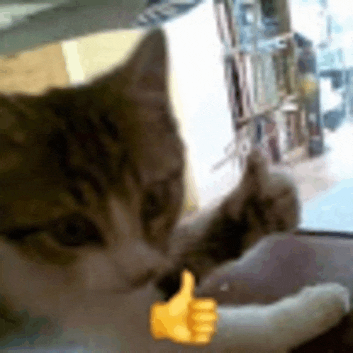 a cat is giving a thumbs up sign while looking out a window .
