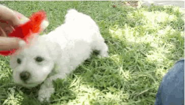 a white puppy with a red bow on its head is playing in the grass
