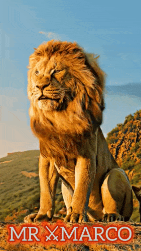 a painting of a lion with the name mr x marco on the bottom