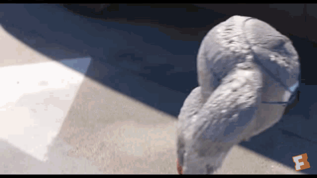 Car Wash Koala GIF - Car Wash Koala Swimming GIFs