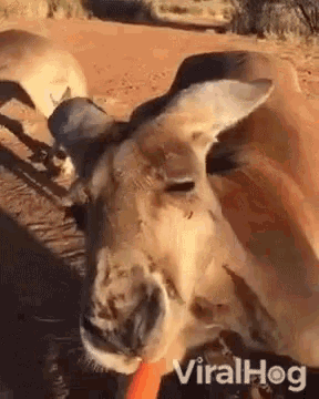 a kangaroo is eating a carrot from a stick in the desert .