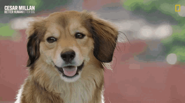 a close up of a dog with the words cesar millan better human better dog on the bottom