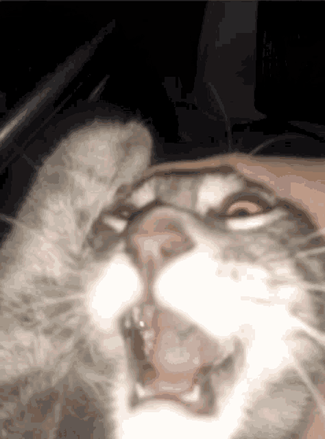 a close up of a cat making a funny face with its mouth open