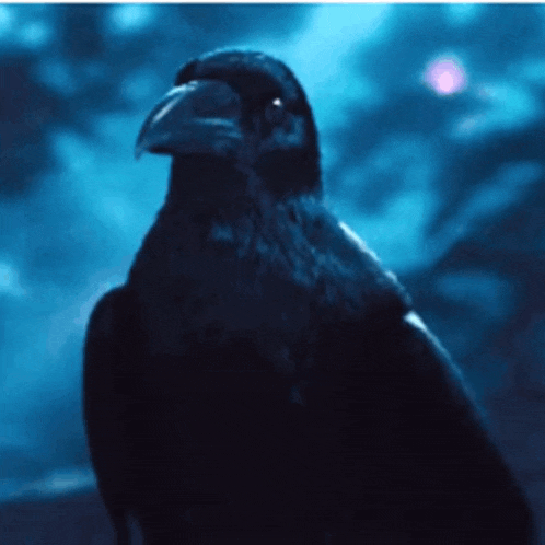 a close up of a black bird with a long beak