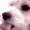 a close up of a white dog 's face with a blurred background .