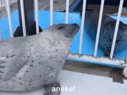 a seal in a cage with the word anekel written below it