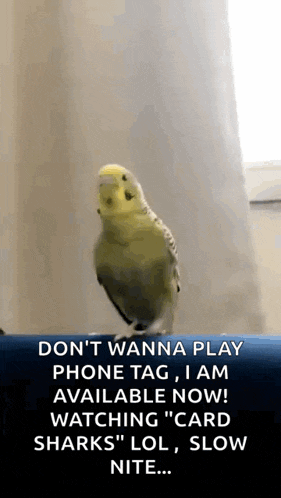 a parrot is standing on a blue surface with a caption that says do n't wanna play