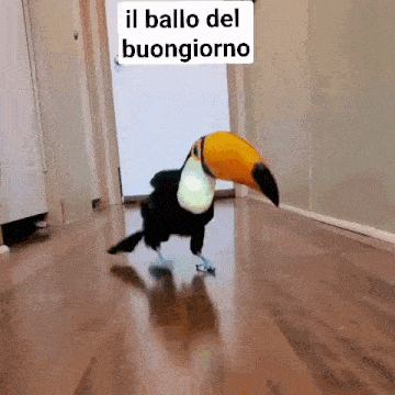 a toucan is walking on a wooden floor with the words il ballo del buongiorno above it
