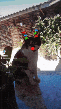 a black and white cat with christmas lights on its ears and a red nose