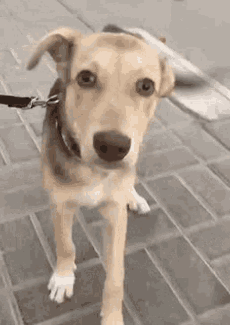 a dog is walking on a leash on a sidewalk .