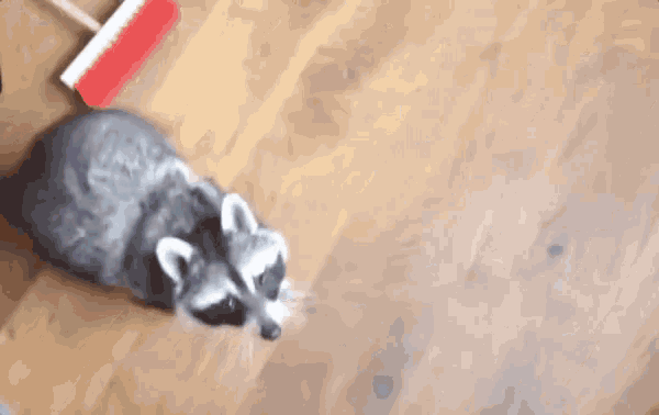 a raccoon is standing on a wooden floor next to a red broom .