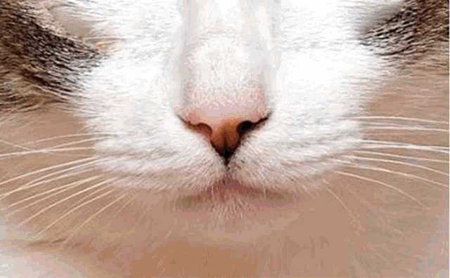 a close up of a cat 's nose and whiskers with its eyes closed
