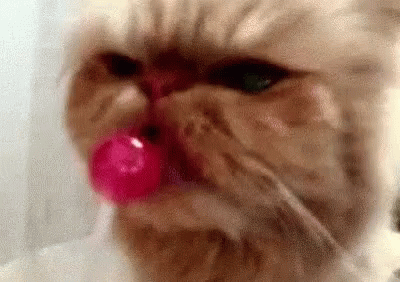 Pussycat Lollipop GIF - Pussycat Lollipop GIFs