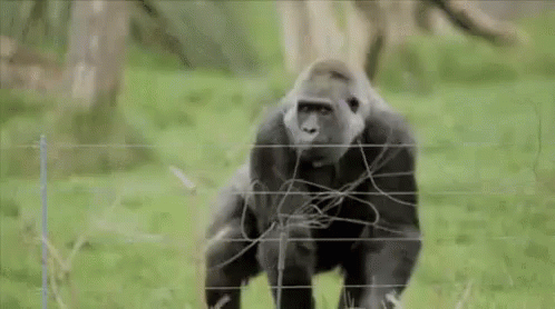Gorila Ngamuk GIF - Rampage Ngamuk Gorilla GIFs