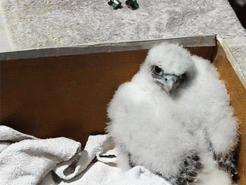 a baby bird is sitting in a cardboard box looking at the camera