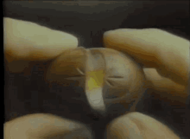 a close up of a person holding a potato with a yellow stripe on it