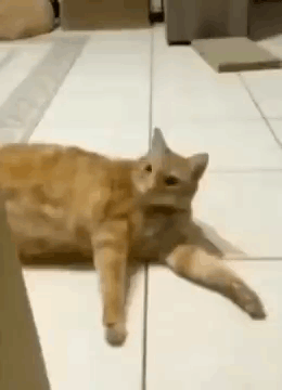 Cat Stolen GIF - Cat Stolen Meow GIFs