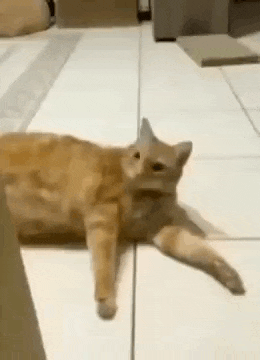 an orange cat is laying on a white tiled floor .