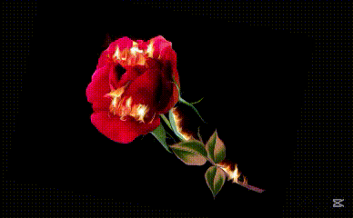 a red rose with flames coming out of it is on a black background with the word mukemmel in white letters