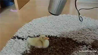 :) GIF - Duck Duckling Blow Dry GIFs