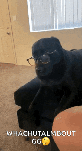a black dog wearing glasses sitting on a couch