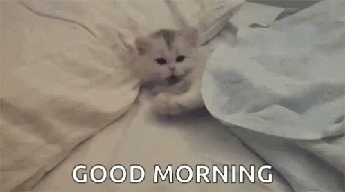 Kitty Good Morning GIF - Kitty Good Morning Kitten GIFs