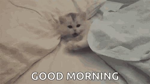 a kitten is laying under a blanket on a bed and saying good morning .