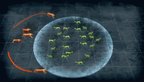 Lion Hunting Strategy GIF - Lion Hunting Science GIFs