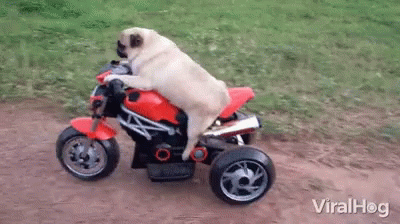 Riding Pug GIF - Riding Pug Motorcycle GIFs