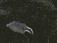 Nopebadger Running Away GIF - Nopebadger Nope Running Away GIFs