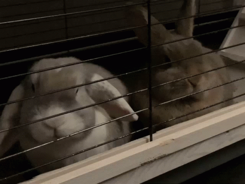 Konijn Bunny GIF - Konijn Bunny Rabbit GIFs