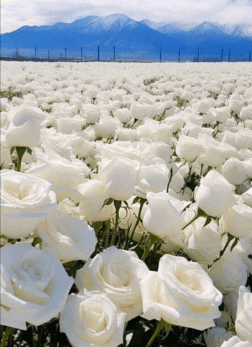a field of white roses with a mountain in the background
