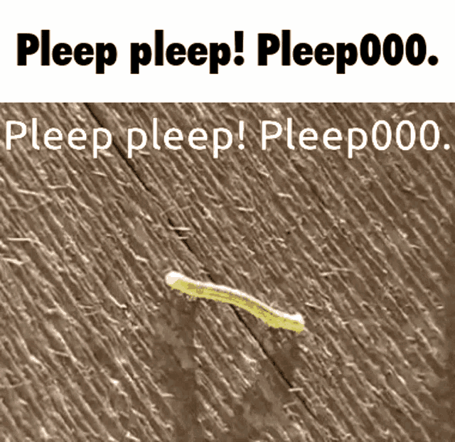 Pleep Woot GIF - Pleep Woot Woot000 GIFs