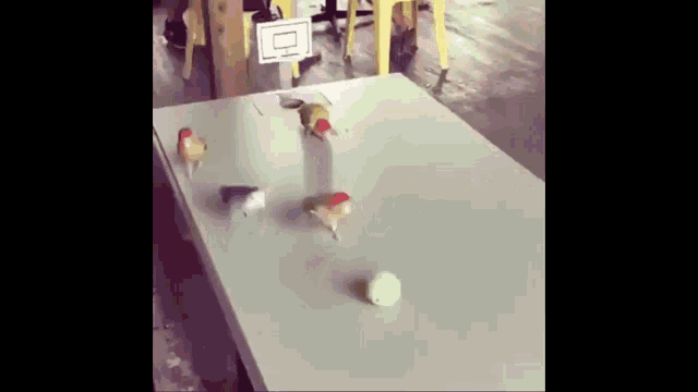 a group of birds are playing basketball on a table with a basketball hoop in the background