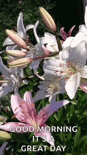 Good Morning Its A Great Day GIF - Good Morning Its A Great Day Pink Flower GIFs